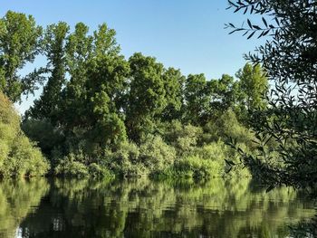 Scenic view of lake in forest against clear sky