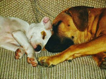 Dog sleeping on sofa