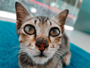 Close-up portrait of tabby cat