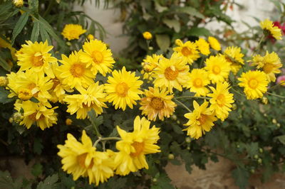 Close-up of yellow flowering plants