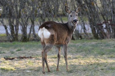 Portrait of deer standing on field