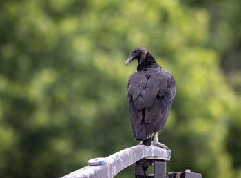 Bird perching on wooden post