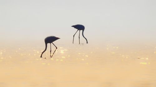 Side view of a bird in water