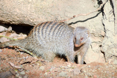 High angle view of banded mongoose by rock on field