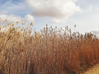 View of stalks in field against cloudy sky