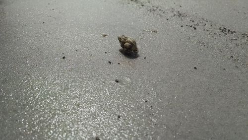 Close-up of crab on sand