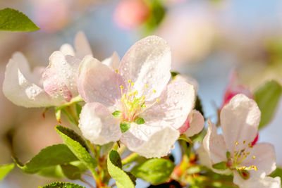 Close-up of water drops on white flowering plant