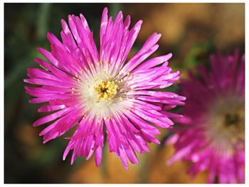 Close-up of pink flower