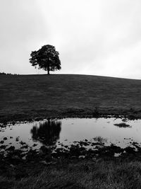 Reflection of tree in lake against sky