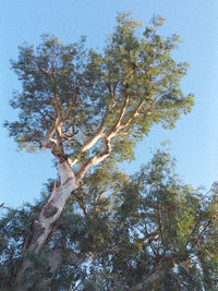 tree