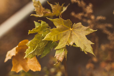 Close-up of maple leaves