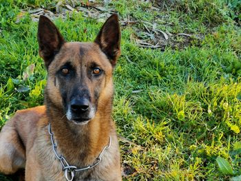 Portrait of a dog on field