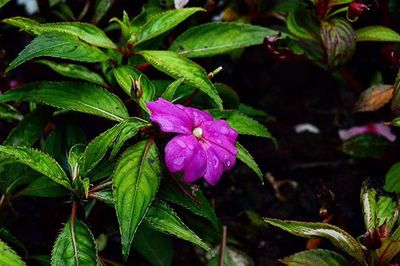 Close-up of pink flowers