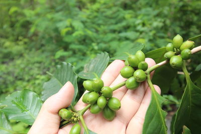 Cropped hand holding coffee crops at farm