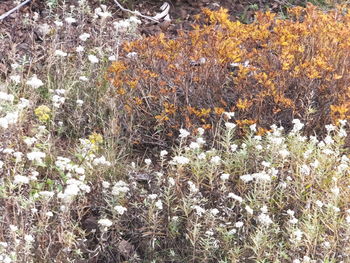 Close-up of flowers growing outdoors