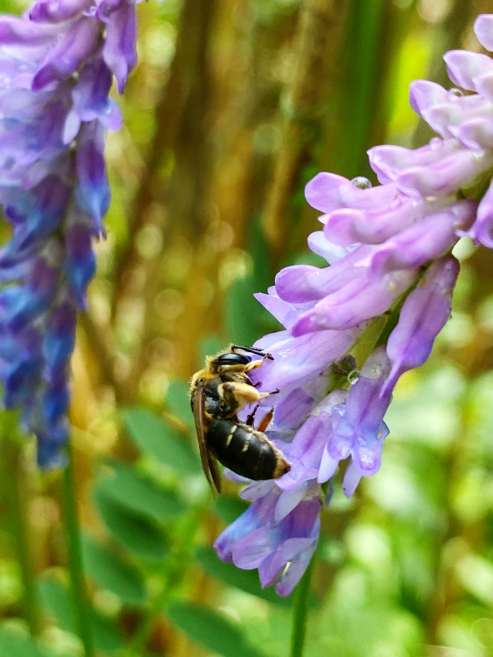 CLOSE-UP OF HONEY BEE POLLINATING ON PURPLE FLOWER