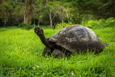 Close-up of tortoise on grassy field