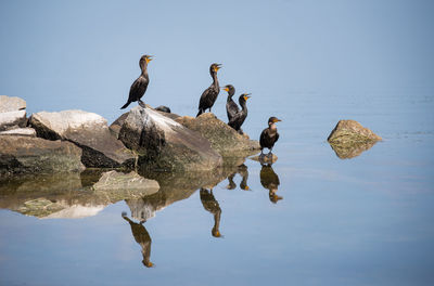 Cormorants on rocks by lake