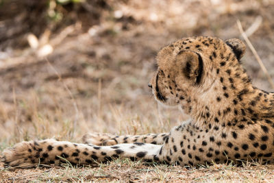 Close-up of animal lying on grass