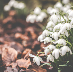 Close-up of white flowers