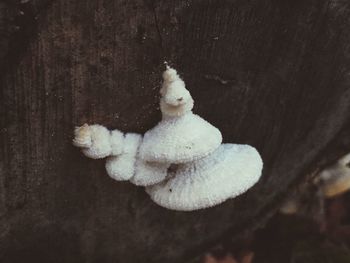 Close-up of ice cream hanging on tree