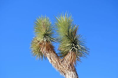 Low angle view of tree against clear blue sky