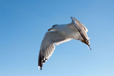 Low angle view of seagull flying