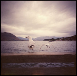 Seagulls on beach