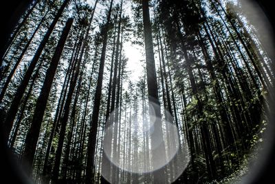 Low angle view of trees