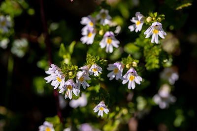 Close-up of white flowering plant