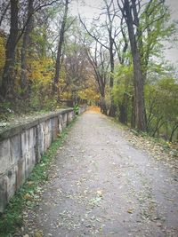 Walkway amidst trees