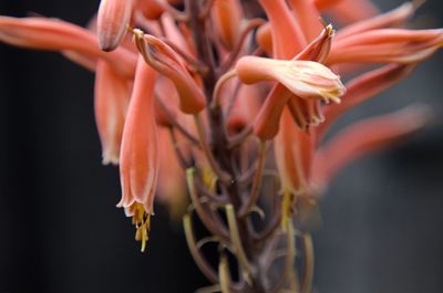 Close-up of flowers