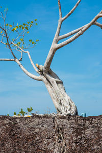 Low angle view of bare tree against clear blue sky