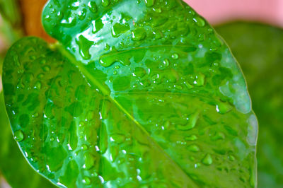 Close-up of wet leaves