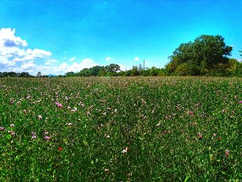 Scenic view of grassy field against sky