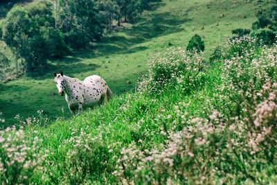 View of sheep on land