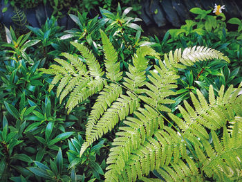 High angle view of fern leaves on land