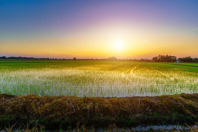 Scenic view of field against sky during sunset