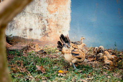 Chicken mother and the chicks