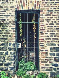 Ivy growing on brick wall