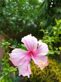 Close-up of pink hibiscus blooming outdoors