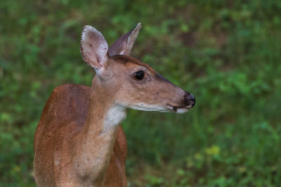 Close-up of deer looking away