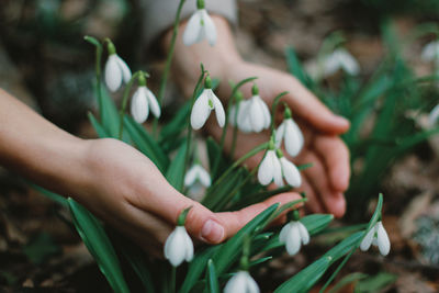 Cropped hand of woman holding flowers