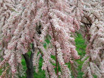 Close-up of pink cherry blossoms in spring