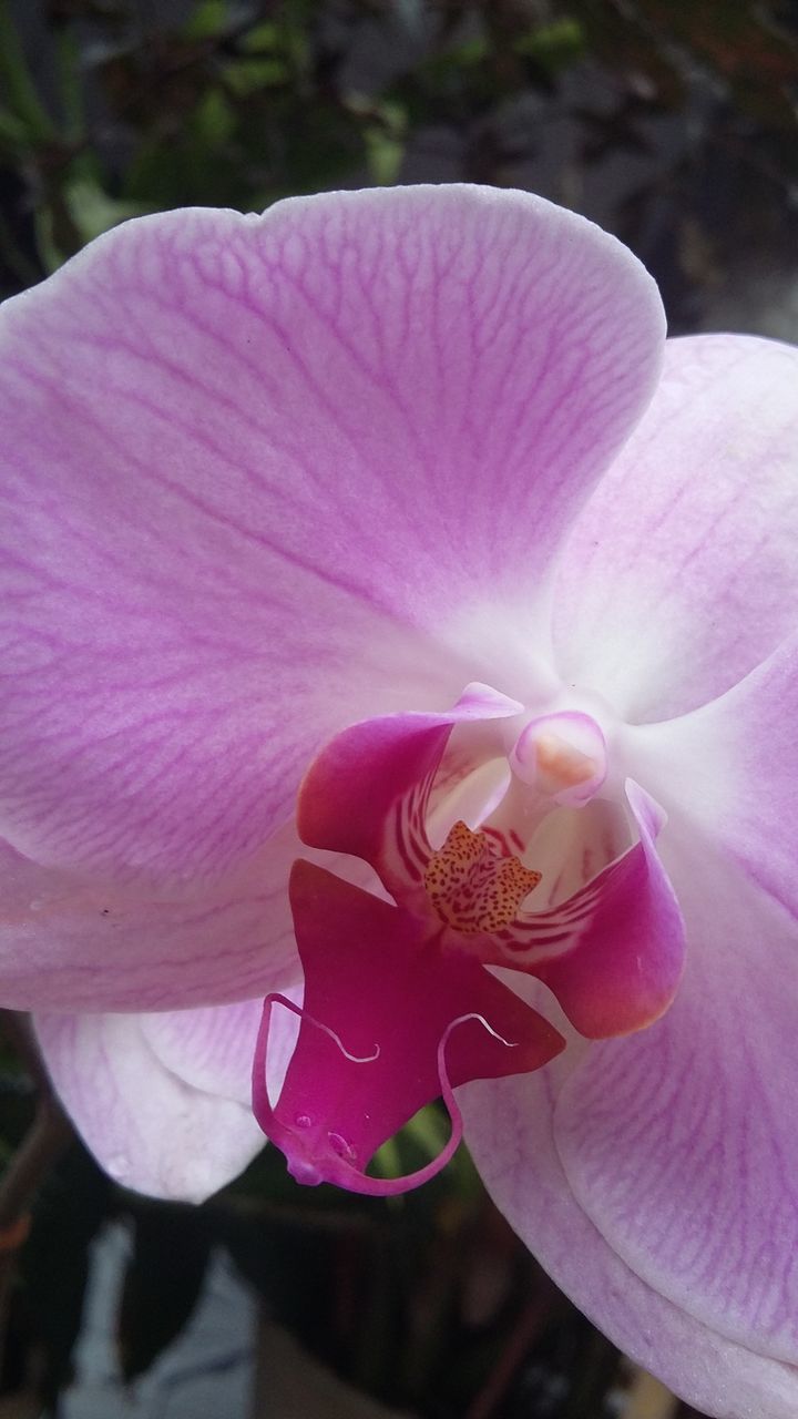 CLOSE-UP OF PINK HIBISCUS BLOOMING