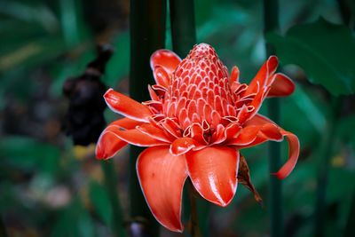 Close-up of red flower