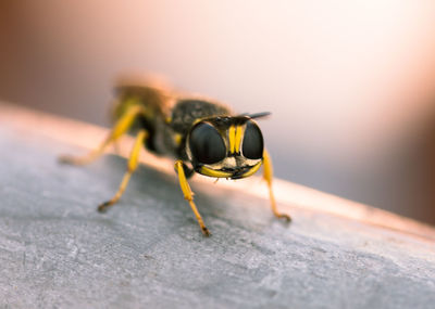 Close-up of insect on wood