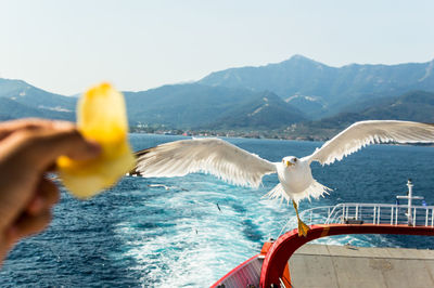 Close-up of swan flying over sea against sky