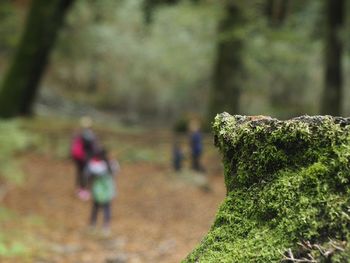 Plants growing on tree and people in woods during fall season