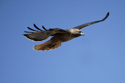 Low angle view of eagle flying in sky